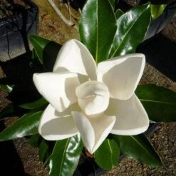 Magnolia Little Gem 16 Magnolia Little Gem -Plant Seed Store 0 2