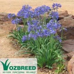 Agapanthus Bingo Blue 15 Agapanthus Bingo Blue -Plant Seed Store 2013 10 bingo blue 500 2