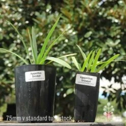 Agapanthus Snowball - 75mm BIGGER Size 5 Agapanthus Snowball - 75mm BIGGER Size -Plant Seed Store 75mm v 42mm pots