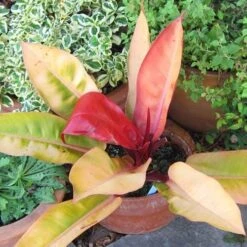 Philodendron Prince Of Orange 13 Philodendron Prince Of Orange -Plant Seed Store acalypha godseffiana coprosma marble queen philo prince of orange fuchsia magellanica aurea flickr cultiva413