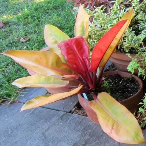 Philodendron Prince Of Orange 2 Philodendron Prince Of Orange - Image 2