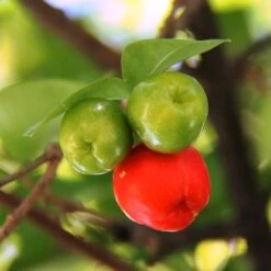 Malpighia Pixie - Acerola 22 Malpighia Pixie - Acerola -Plant Seed Store acerola fruits 1