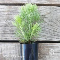 Adenanthos - Woolly Bush -Plant Seed Store adenanthos sericea tube
