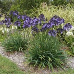 Agapanthus Buccaneer 9 Agapanthus Buccaneer -Plant Seed Store agapanthus buccaneer 1