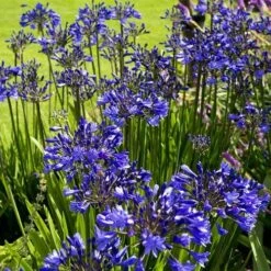 Agapanthus Purple Cloud -Plant Seed Store agapanthus hyperblue planting