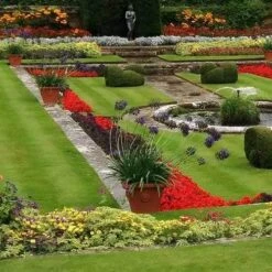 Agapanthus Black Magic -Plant Seed Store agapanthus pots stately home
