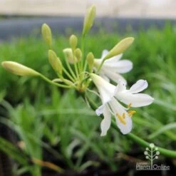 Agapanthus Silver Baby -Plant Seed Store agapanthus silver baby flowering