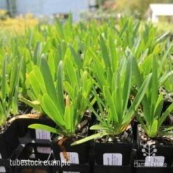 Agapanthus Snowball 7 Agapanthus Snowball -Plant Seed Store agapanthus snowball tube 1