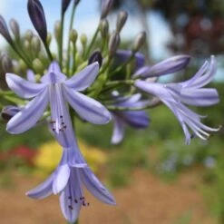 Agapanthus Streamline 22 Agapanthus Streamline -Plant Seed Store agapanthus streamline type
