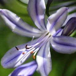 Agapanthus Streamline 17 Agapanthus Streamline -Plant Seed Store agapanthus streamline type close
