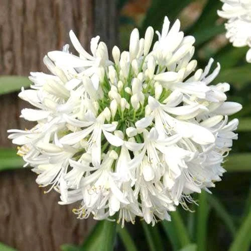 Agapanthus Snowball 1 Agapanthus Snowball