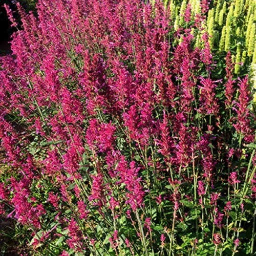 Agastache Heather Queen - Seed 1 Agastache Heather Queen - Seed