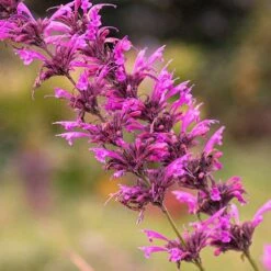 Agastache Heather Queen - Seed 5 Agastache Heather Queen - Seed -Plant Seed Store agastache cana unadjusted