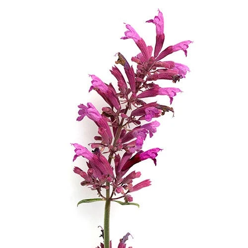 Agastache Heather Queen - Seed 2 Agastache Heather Queen - Seed - Image 2