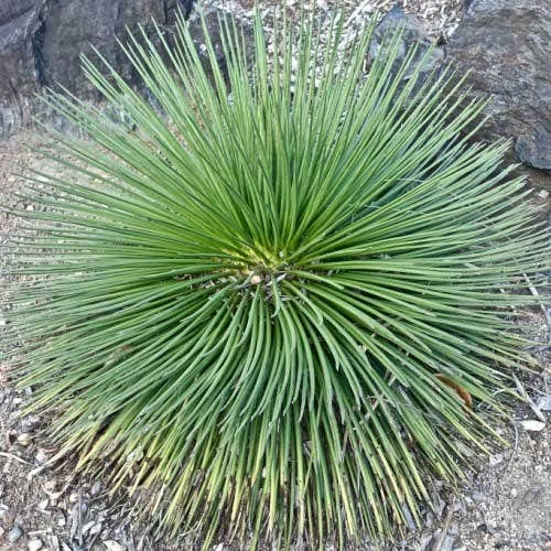 Agave Geminiflora - Succulent 1 Agave Geminiflora - Succulent