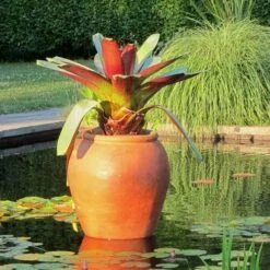 Alcantarea Imperialis Rubra - Bromeliad -Plant Seed Store alcantarea imperialis rubra flickr cultivar413