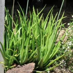 Aloe Vera - Succulent 23 Aloe Vera - Succulent -Plant Seed Store aloe nursery