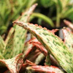 Aloe Pink Blush - Succulent 31 Aloe Pink Blush - Succulent -Plant Seed Store aloe pink blush leaf closeup