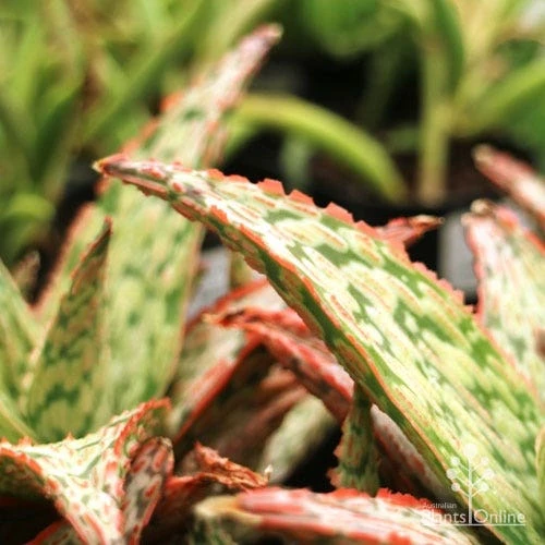 Aloe Pink Blush - Succulent 15 Aloe Pink Blush - Succulent - Image 15