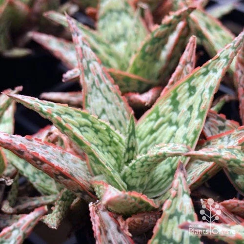 Aloe Pink Blush - Succulent 12 Aloe Pink Blush - Succulent - Image 12
