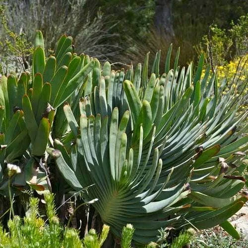 Aloe Plicatilis - Fan Aloe - Succulent 1 Aloe Plicatilis - Fan Aloe - Succulent