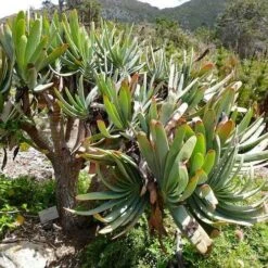 Aloe Plicatilis - Fan Aloe - Succulent 17 Aloe Plicatilis - Fan Aloe - Succulent -Plant Seed Store aloe plicatilis flickr bernard dupont