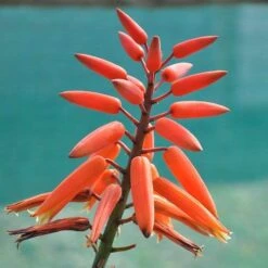 Aloe Plicatilis - Fan Aloe - Succulent 13 Aloe Plicatilis - Fan Aloe - Succulent -Plant Seed Store aloe plicatilis flickr jean michel moullec