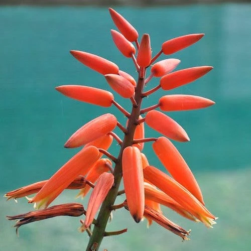 Aloe Plicatilis - Fan Aloe - Succulent 4 Aloe Plicatilis - Fan Aloe - Succulent - Image 4