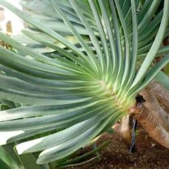 Aloe Plicatilis - Fan Aloe - Succulent 14 Aloe Plicatilis - Fan Aloe - Succulent -Plant Seed Store aloe plicatilis flickr jesus cabrera 1