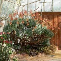 Aloe Plicatilis - Fan Aloe - Succulent 15 Aloe Plicatilis - Fan Aloe - Succulent -Plant Seed Store aloe plicatilis flickr laurent houmeau