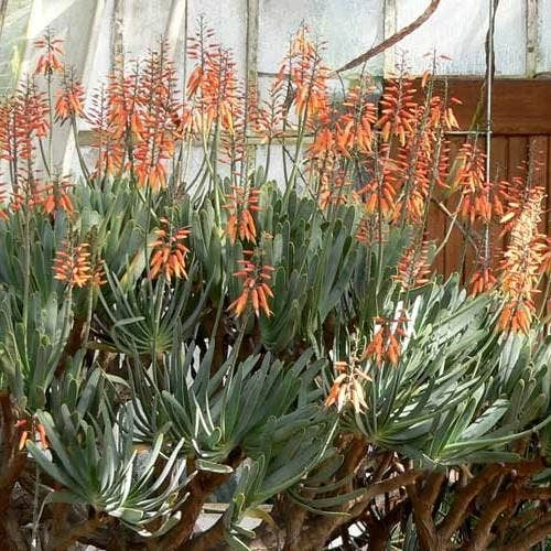 Aloe Plicatilis - Fan Aloe - Succulent 9 Aloe Plicatilis - Fan Aloe - Succulent - Image 9