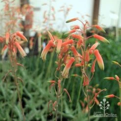 Aloe Quicksilver - Succulent -Plant Seed Store aloe quicksilver flower
