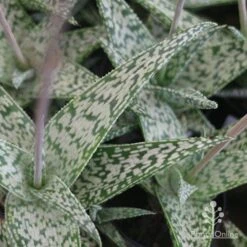 Aloe Quicksilver - Succulent -Plant Seed Store aloe quicksilver leaf colour