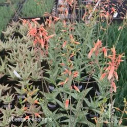 Aloe Quicksilver - Succulent -Plant Seed Store aloe quicksilver tubestock flowering