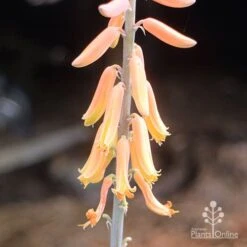 Aloe Vera - Succulent 16 Aloe Vera - Succulent -Plant Seed Store aloe vera flowers nursery