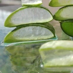 Aloe Vera - Succulent 18 Aloe Vera - Succulent -Plant Seed Store aloe vera slice
