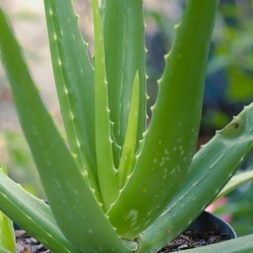 Aloe Vera - Succulent 11 Aloe Vera - Succulent - Image 11
