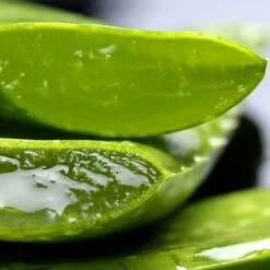 Aloe Vera - Succulent 19 Aloe Vera - Succulent -Plant Seed Store aloe vera leaf cut