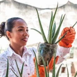 Aloe Vera - Succulent 21 Aloe Vera - Succulent -Plant Seed Store aloe growing