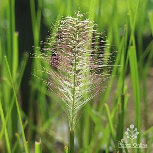 Pennisetum Alopecuroides - Swamp Fountain Grass 4 Pennisetum Alopecuroides - Swamp Fountain Grass - Image 4
