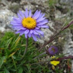 Aster Alpine Mix - Seed 9 Aster Alpine Mix - Seed -Plant Seed Store alpine aster llac