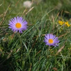 Aster Alpine Mix - Seed 10 Aster Alpine Mix - Seed -Plant Seed Store alpine aster mauve