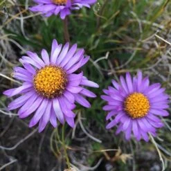 Aster Alpine Mix - Seed 11 Aster Alpine Mix - Seed -Plant Seed Store alpine aster mauve2
