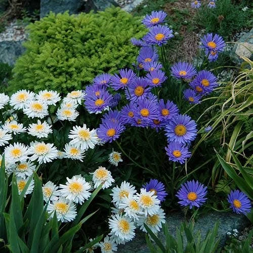 Aster Alpine Mix - Seed 2 Aster Alpine Mix - Seed - Image 2