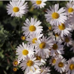Aster Alpine Mix - Seed 8 Aster Alpine Mix - Seed -Plant Seed Store alpine aster white