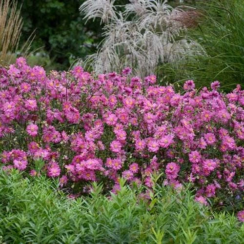 Anemone Fall In Love Sweetly- Japanese Anemone 2 Anemone Fall In Love Sweetly- Japanese Anemone - Image 2