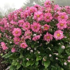 Anemone Fall In Love Sweetly- Japanese Anemone 8 Anemone Fall In Love Sweetly- Japanese Anemone -Plant Seed Store anemone fall in sweetly plant