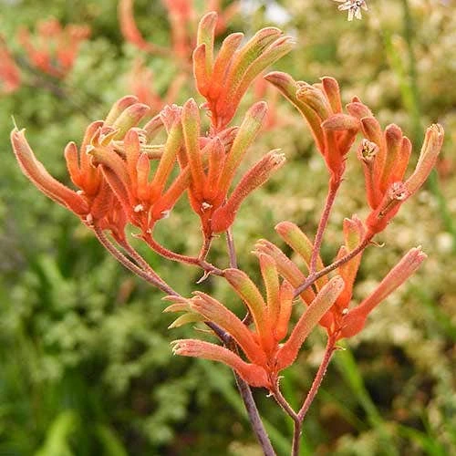 Anigozanthos Orange Cross - Kangaroo Paw 1 Anigozanthos Orange Cross - Kangaroo Paw