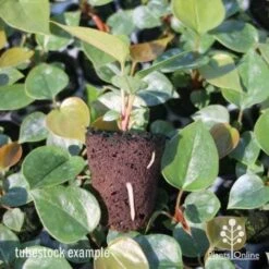 Anthurium White Winner 17 Anthurium White Winner -Plant Seed Store anthurium plug 7