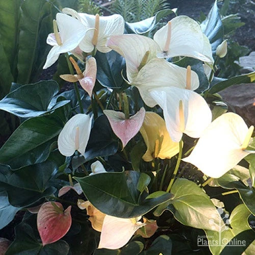 Anthurium White Winner 1 Anthurium White Winner